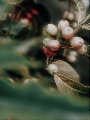 Contorno de ojos VITAL